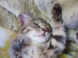 めまい睡眠