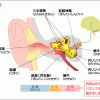 三半規管とめまいのしくみ。耳が原因のめまいは耳鳴りを伴う