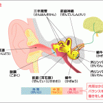三半規管とめまいのしくみ。耳が原因のめまいは耳鳴りを伴う