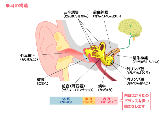 内リンパ